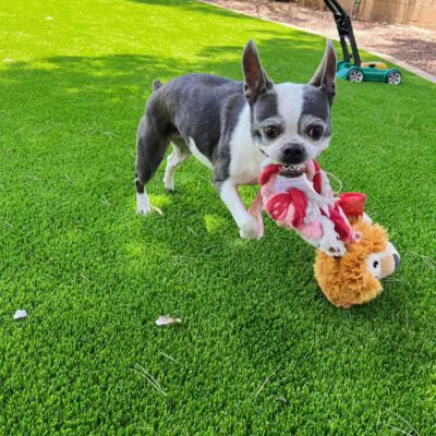 A small black and white dog stands on bright green grass, holding a stuffed toy in its mouth. A lawnmower is visible in the background, partially in shadow, reminding us of the ease of maintaining such lushness with artificial turf installed by skilled professionals.