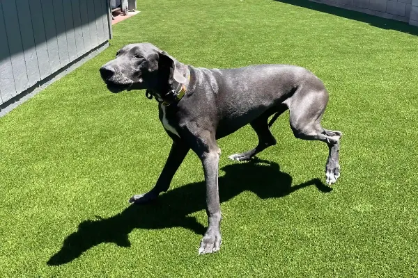 A grey Great Dane with a white patch on its chest walks on vibrant green synthetic turf under a sunny blue sky. The dog is focused and alert, casting a distinct shadow on the ground as if inspecting the quality of artificial grass installed beneath its paws.